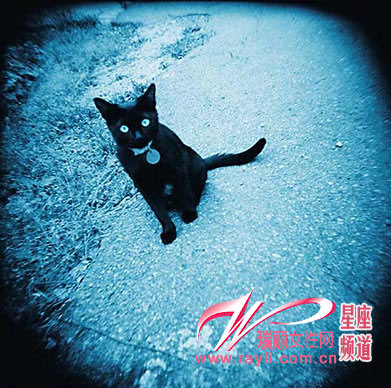 䴫˵ʮֲ