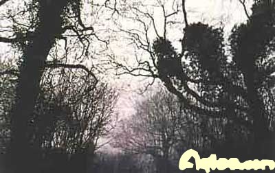 ʮδ⿪