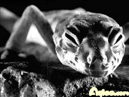 荒漠中的“死亡之虫”