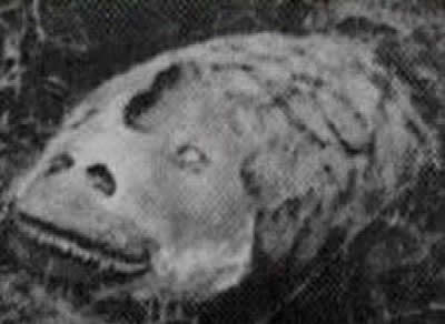ʮֲ