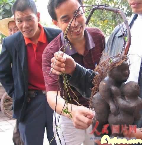 重庆惊现成精何首乌