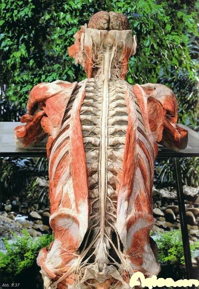 尸体艺术死去的美丽
