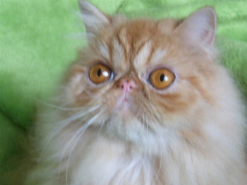 Ǹ컵Ķ