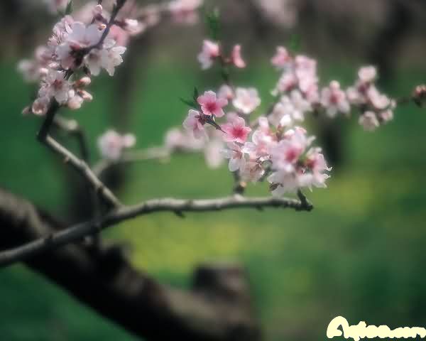 为什么叫做“桃花运”