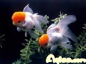 ˮ
