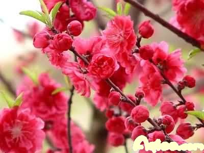 һƻķˮ