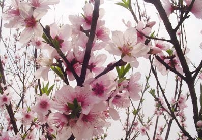 四柱命理的“桃花煞”