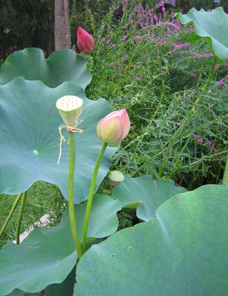 :eXinQing.net