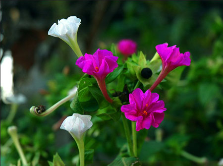 :eXinQing.net